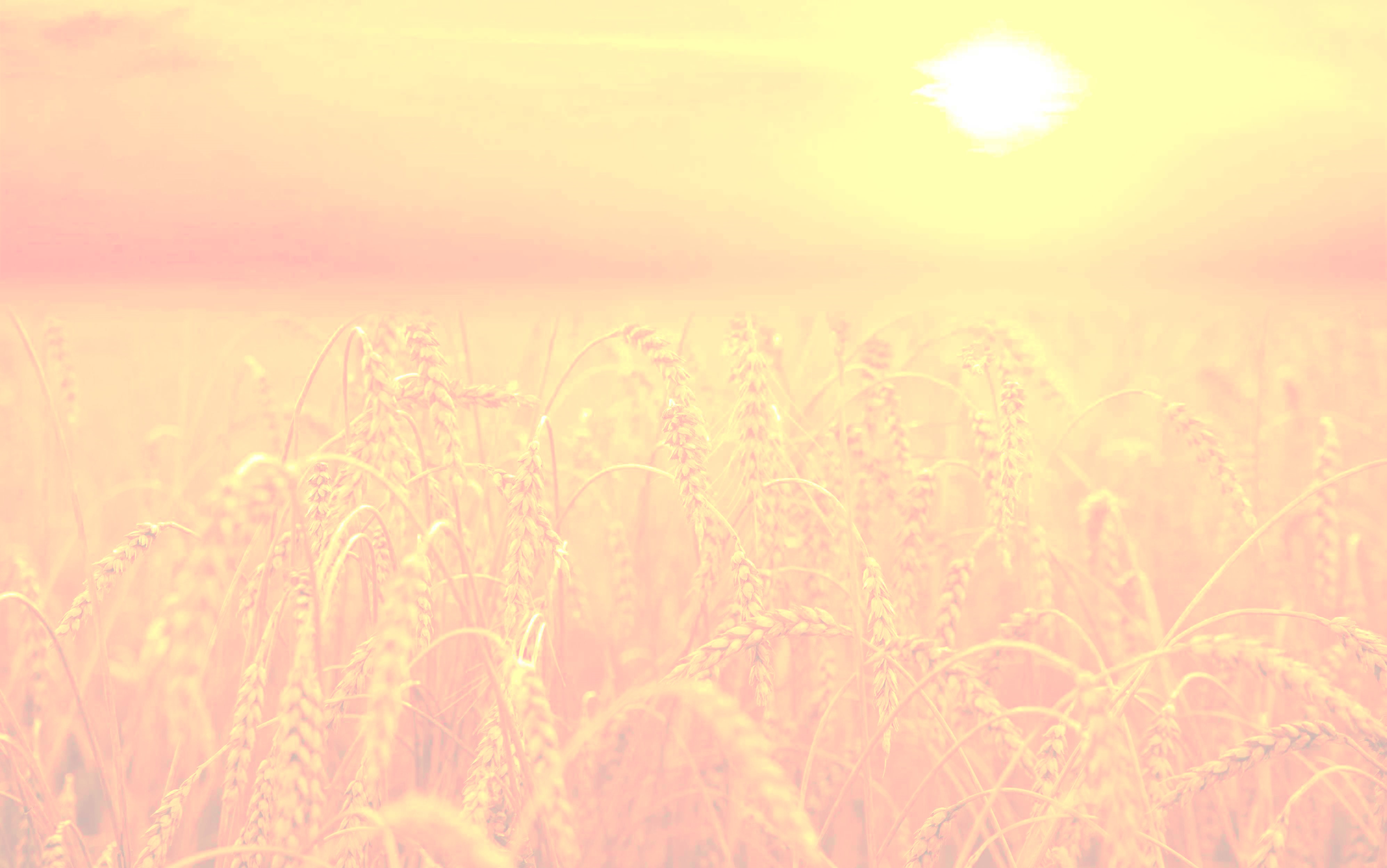 backdrop of ripening ears  yellow wheat field on  sunset