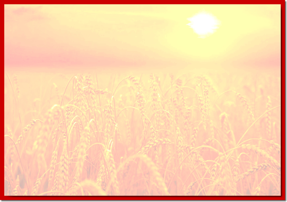 backdrop of ripening ears  yellow wheat field on  sunset